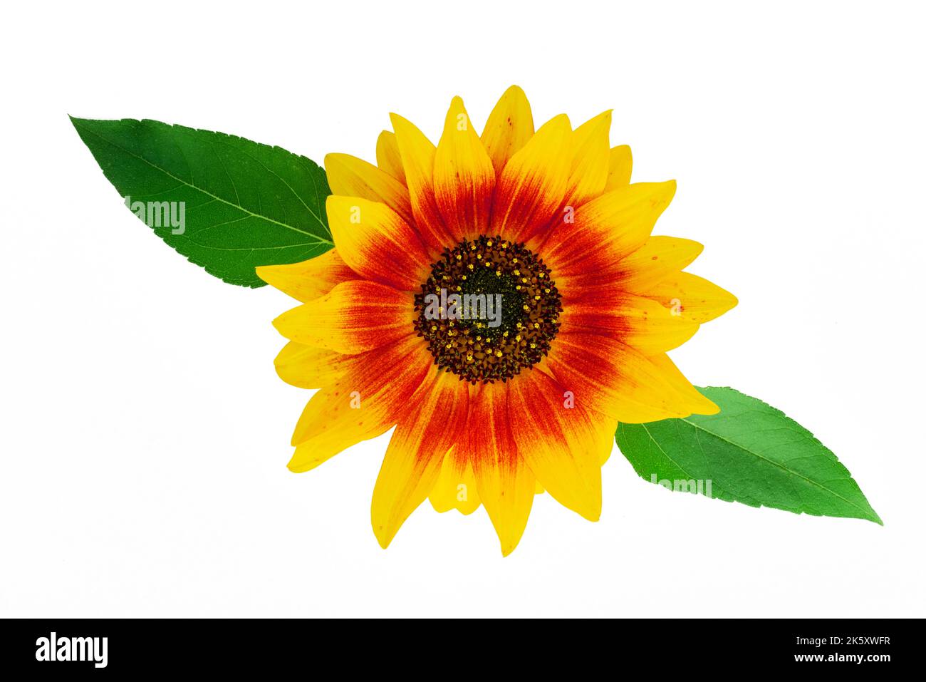 Black color bed in Cut Out Stock Images & Pictures - Alamy