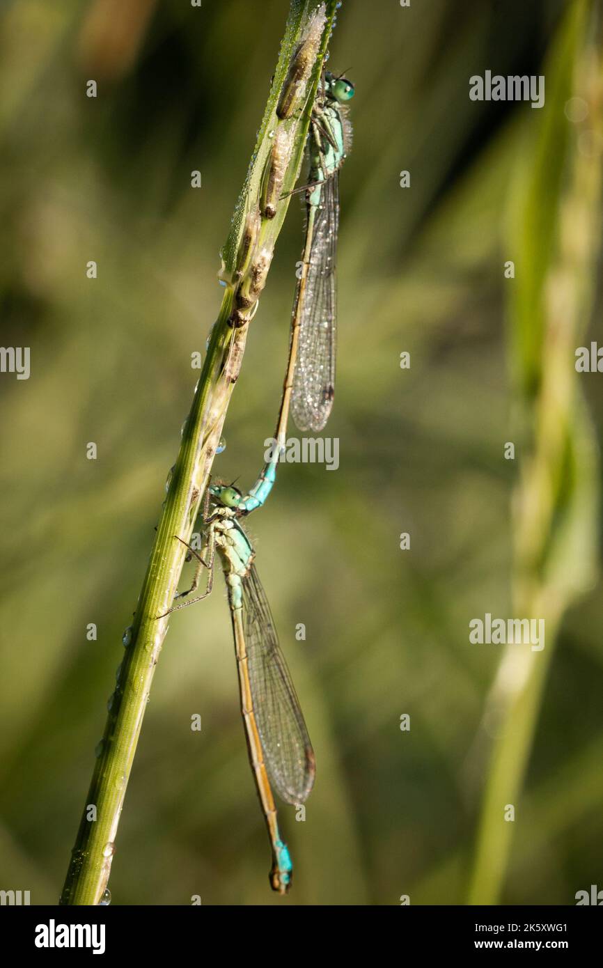 Dragonflies and damselflies of britain hi-res stock photography and ...