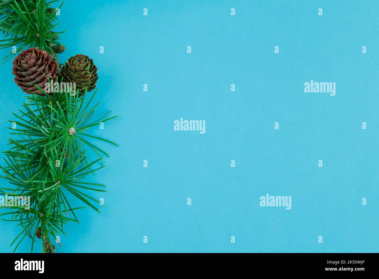 Cedrus deodara branch isolated on  background Stock Photo