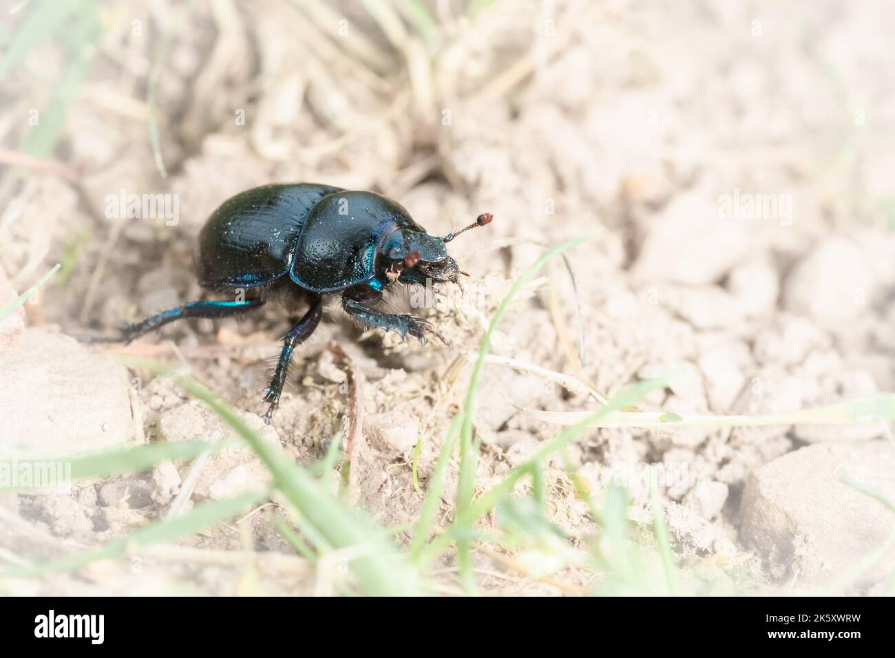 A dung beetle (Geotrupes stercorarius) crawls across the clear ground on the Exmoor moorland near to Selworthy Stock Photo