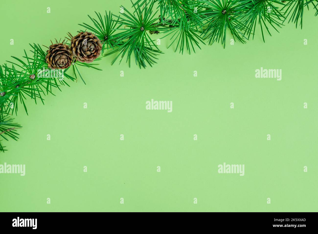 Cedrus deodara branch isolated on background Stock Photo