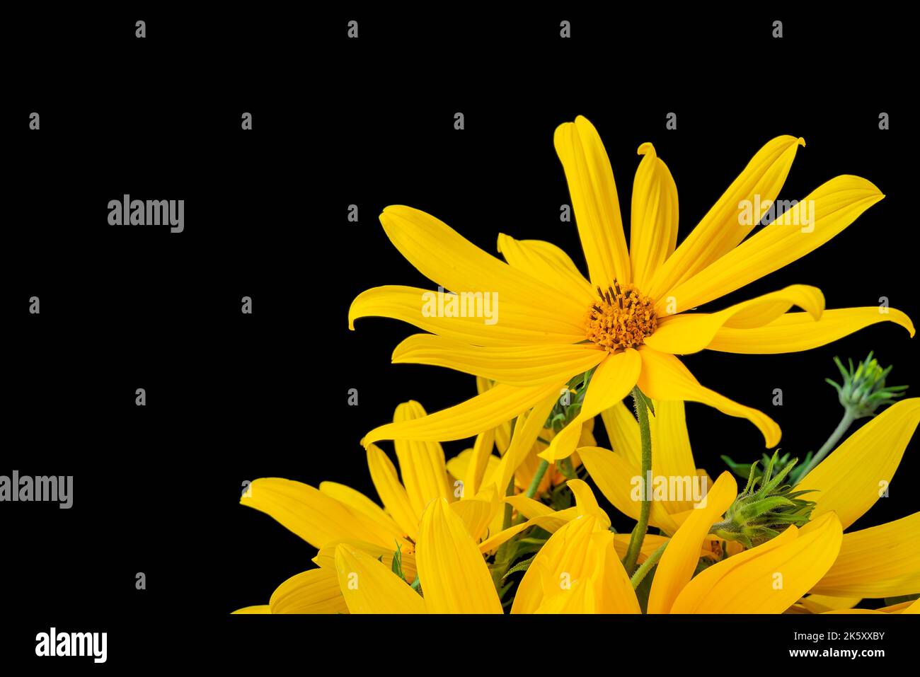 A sunflower in a vase on a black background Stock Photo - Alamy
