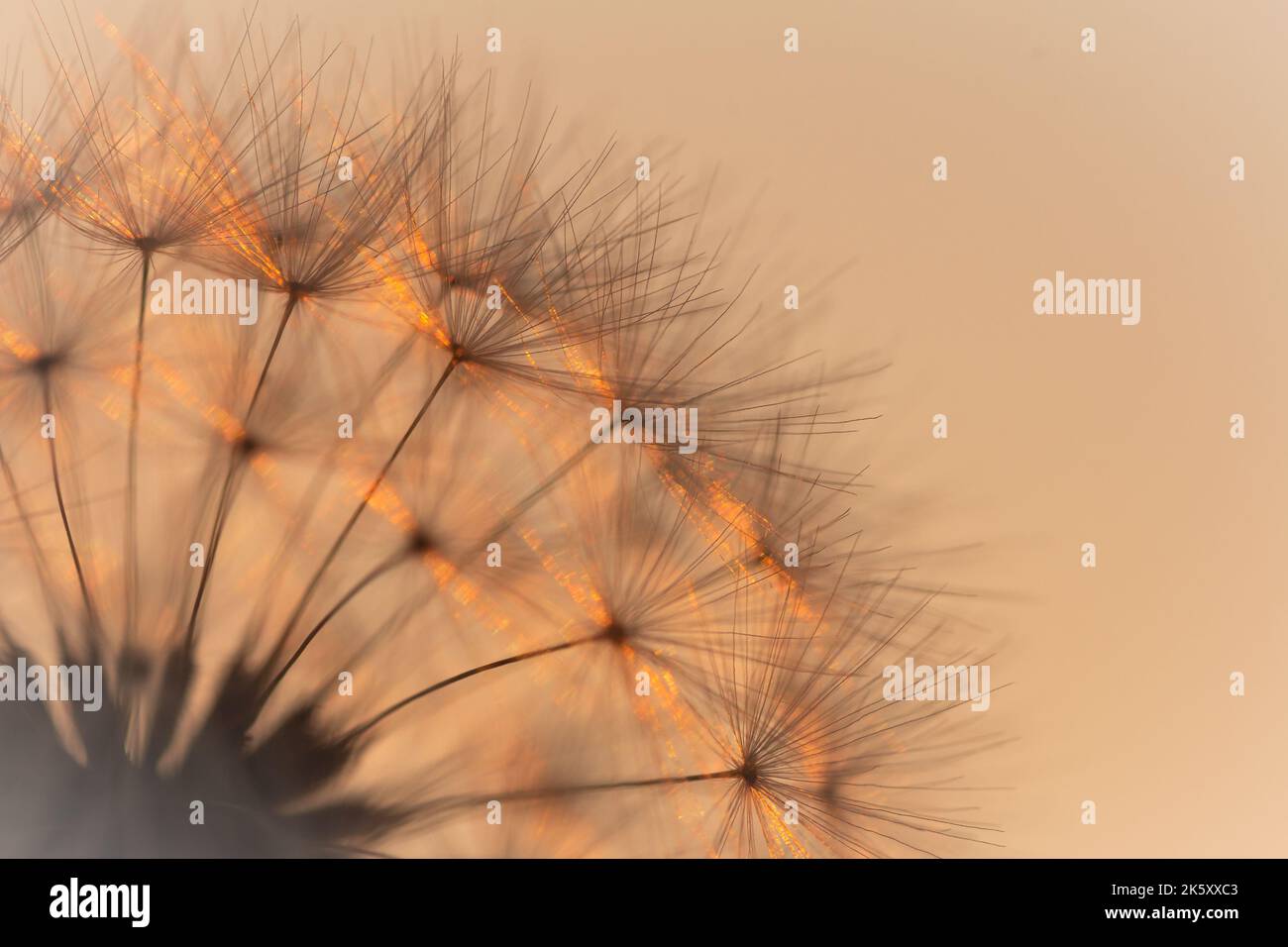 Dandelion seed head close up with the sun setting behind Stock Photo