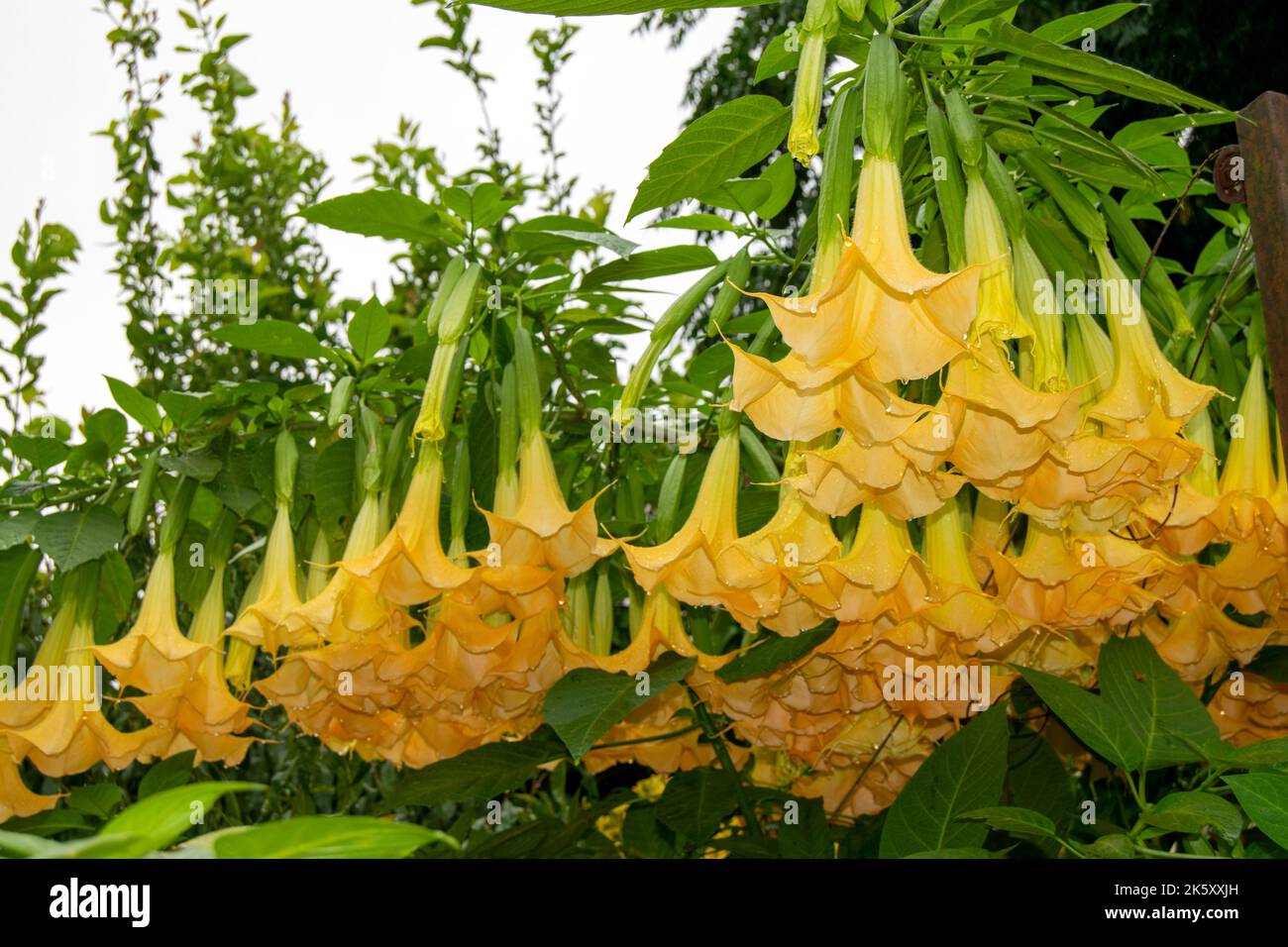 Brugmansia is a genus of seven species of flowering plants in the nightshade family Solanaceae. They are woody trees or shrubs, with pendulous flowers. Stock Photo