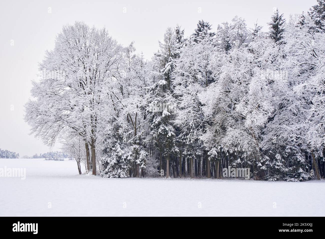 Beautiful Winter landscape, Trees and field covered with snow Stock ...