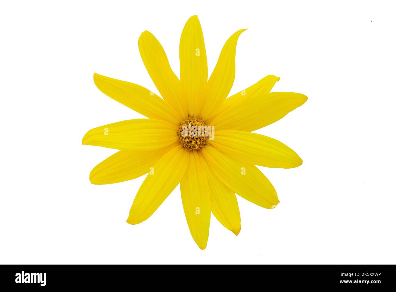 A sunflower in a vase on a black background Stock Photo - Alamy