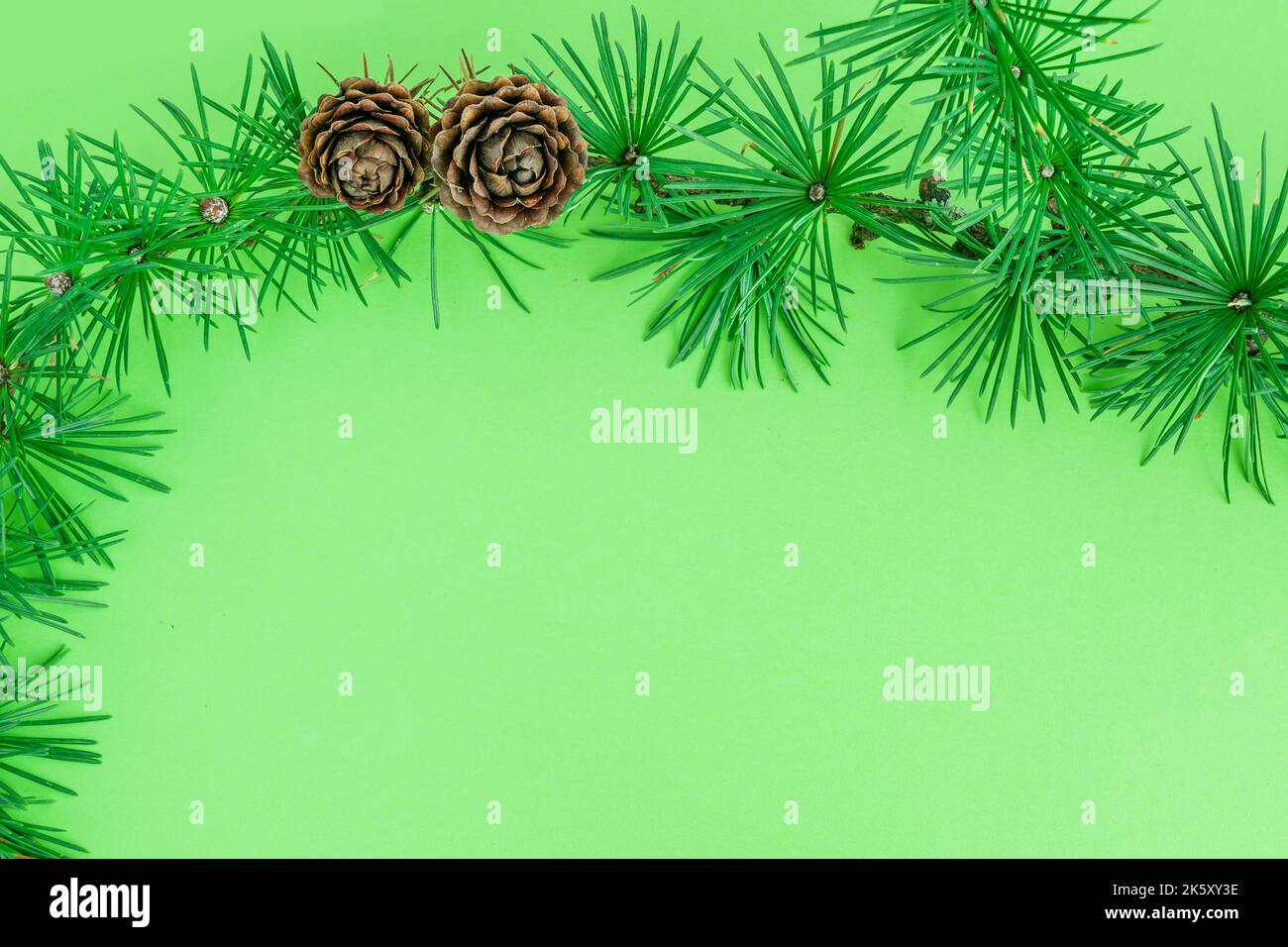 Cedrus deodara branch isolated on  background Stock Photo
