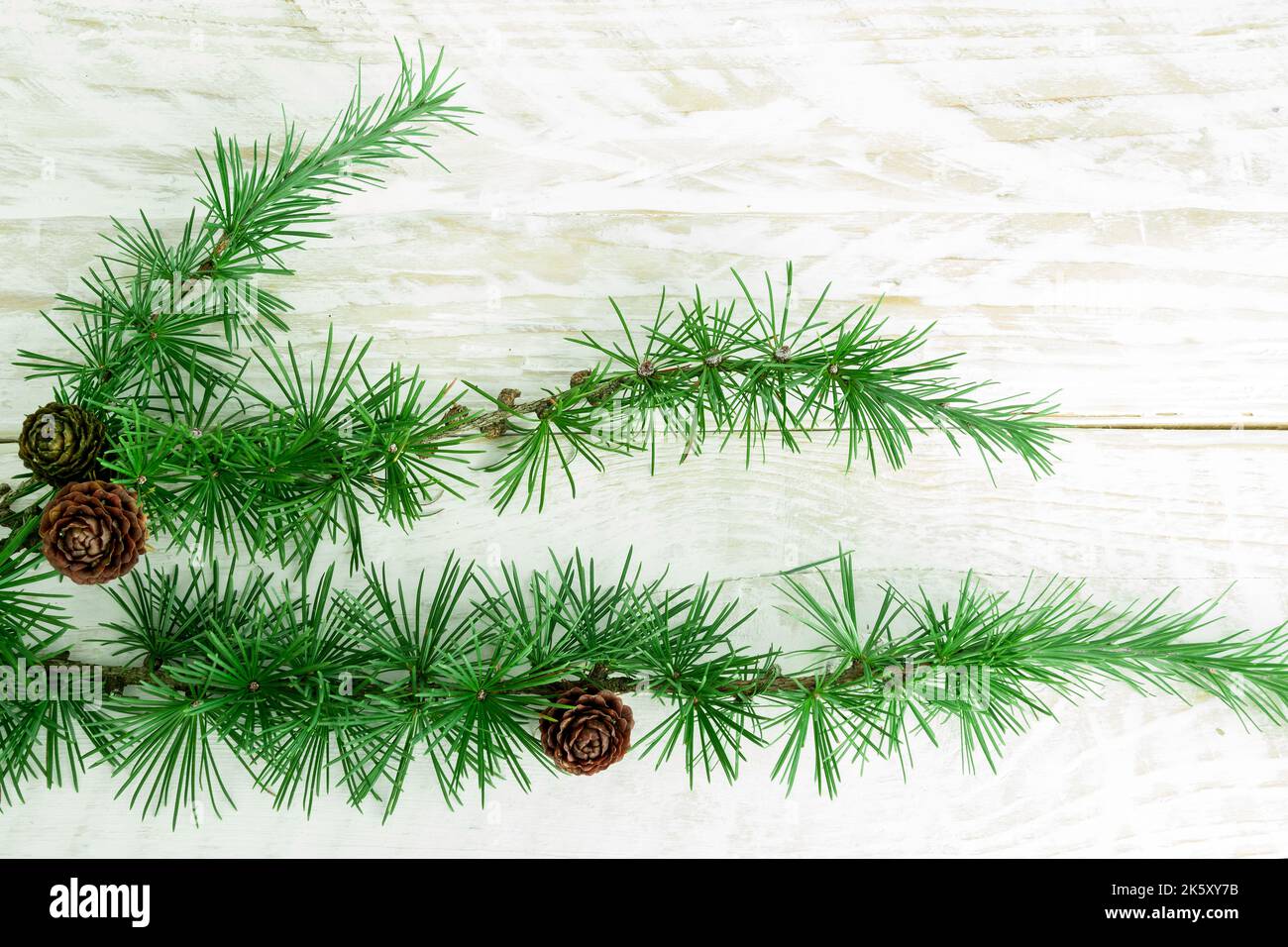 Cedrus deodara branch isolated on  background Stock Photo