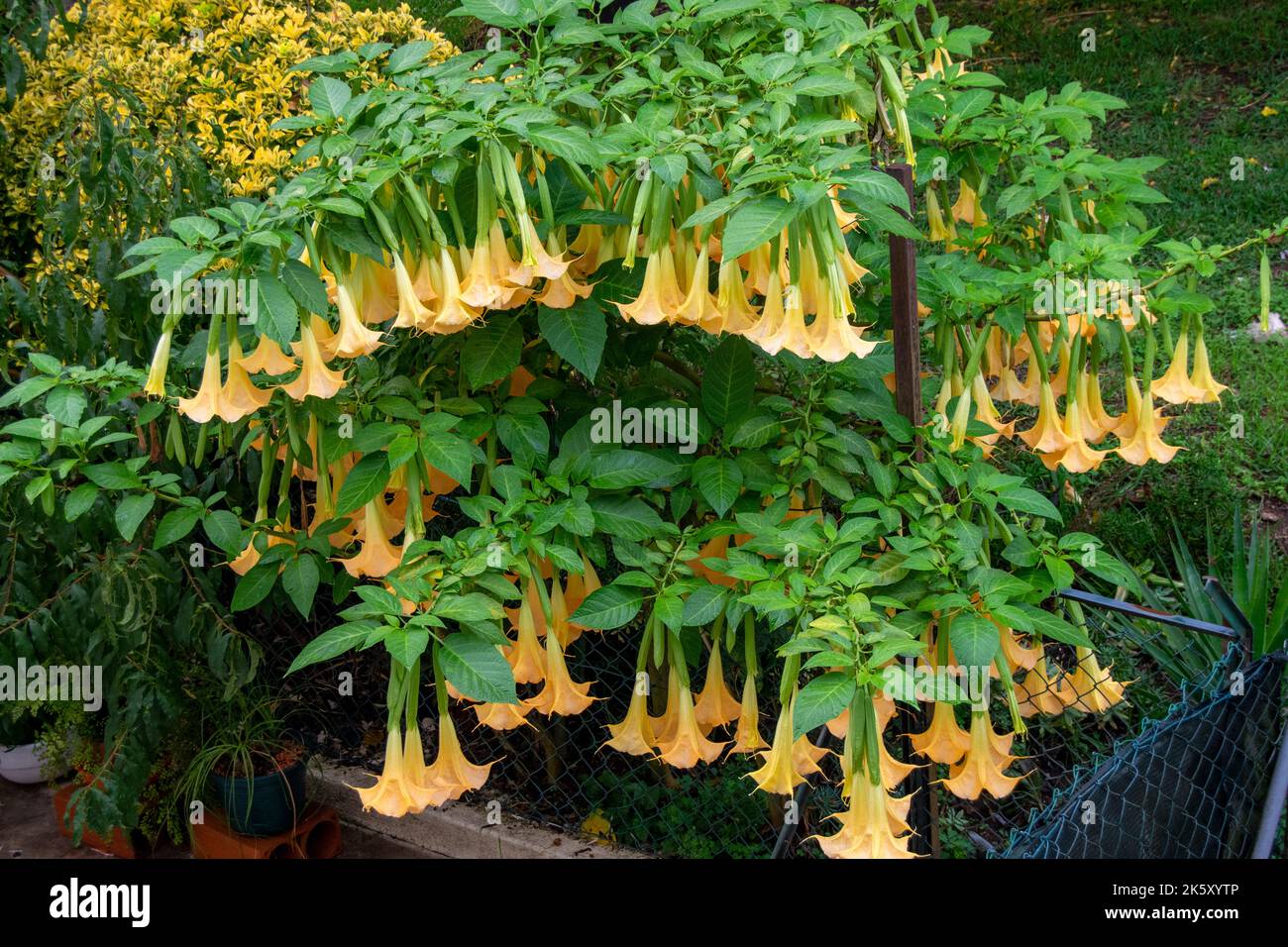 Brugmansia is a genus of seven species of flowering plants in the nightshade family Solanaceae. They are woody trees or shrubs, with pendulous flowers. Stock Photo