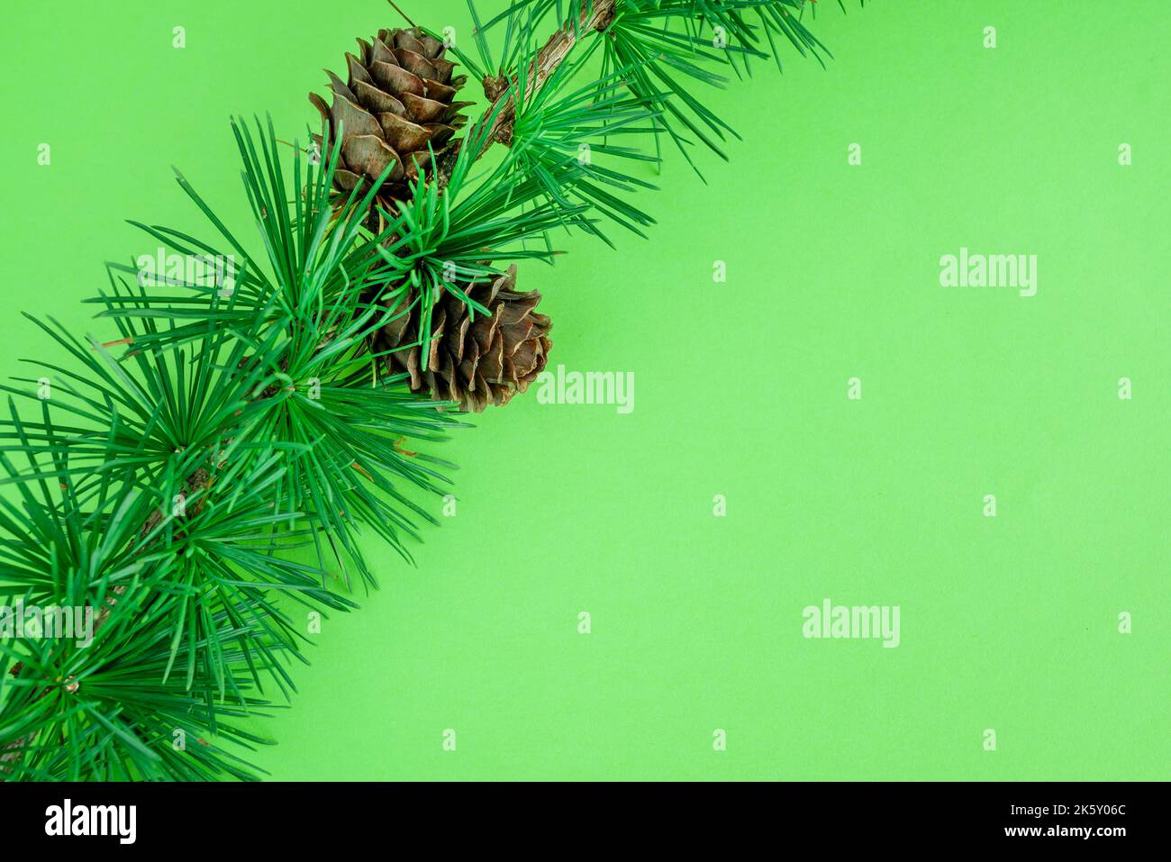 Cedrus deodara branch isolated on  background Stock Photo