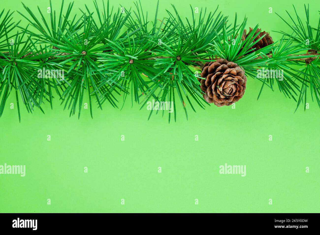 Cedrus deodara branch isolated on  background Stock Photo