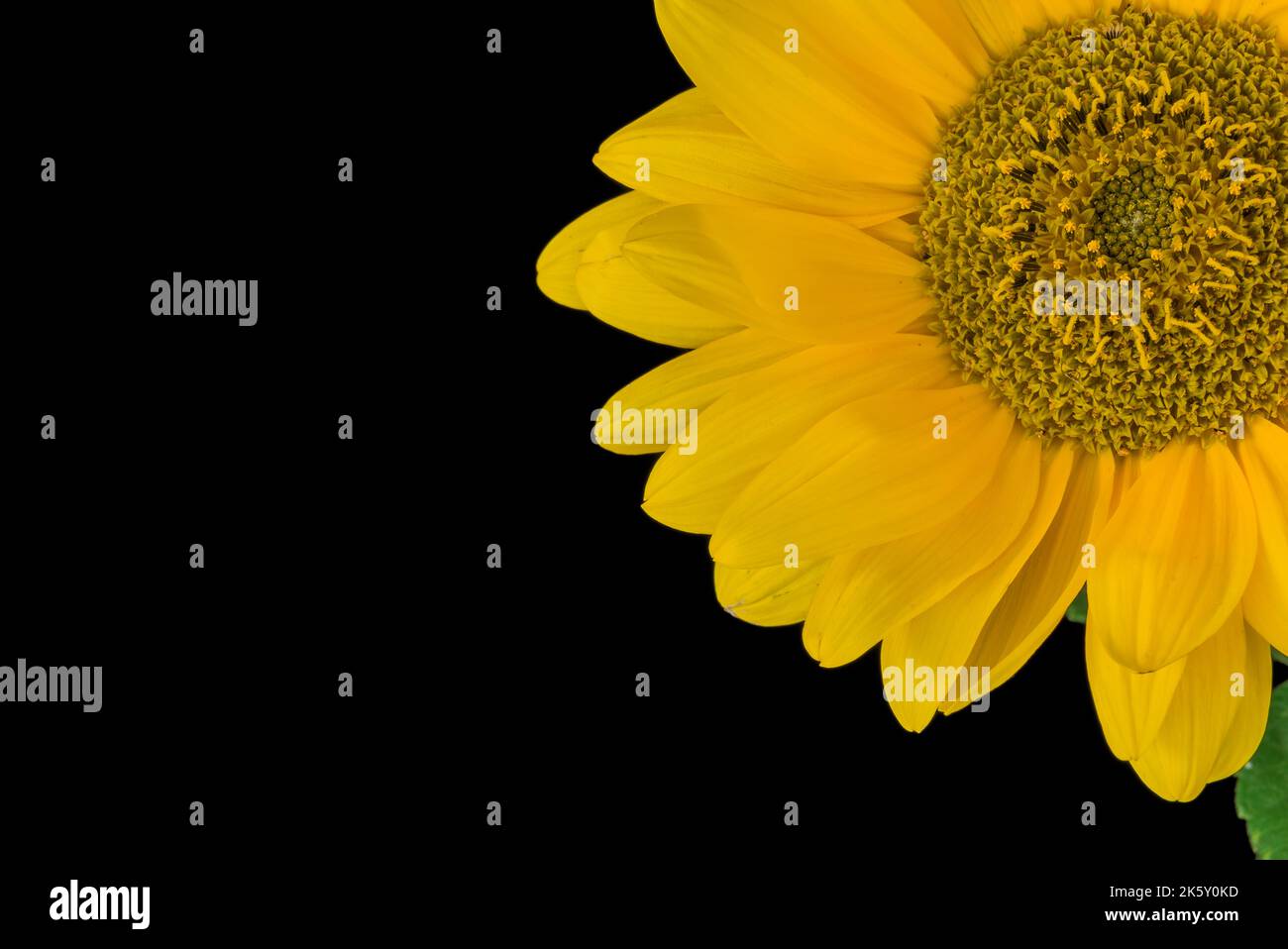 A sunflower in a vase on a black background Stock Photo - Alamy
