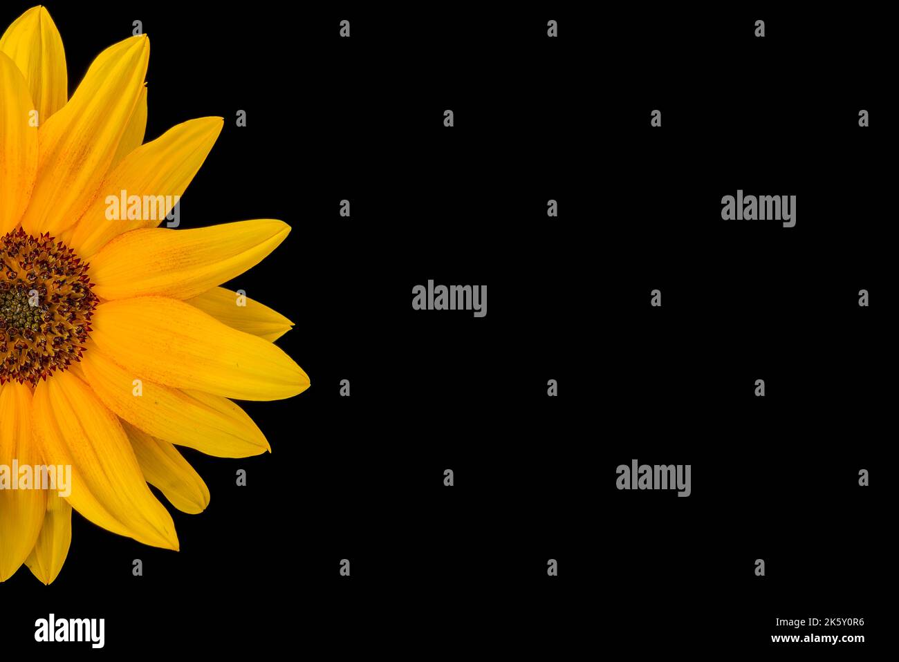 A sunflower in a vase on a black background Stock Photo - Alamy