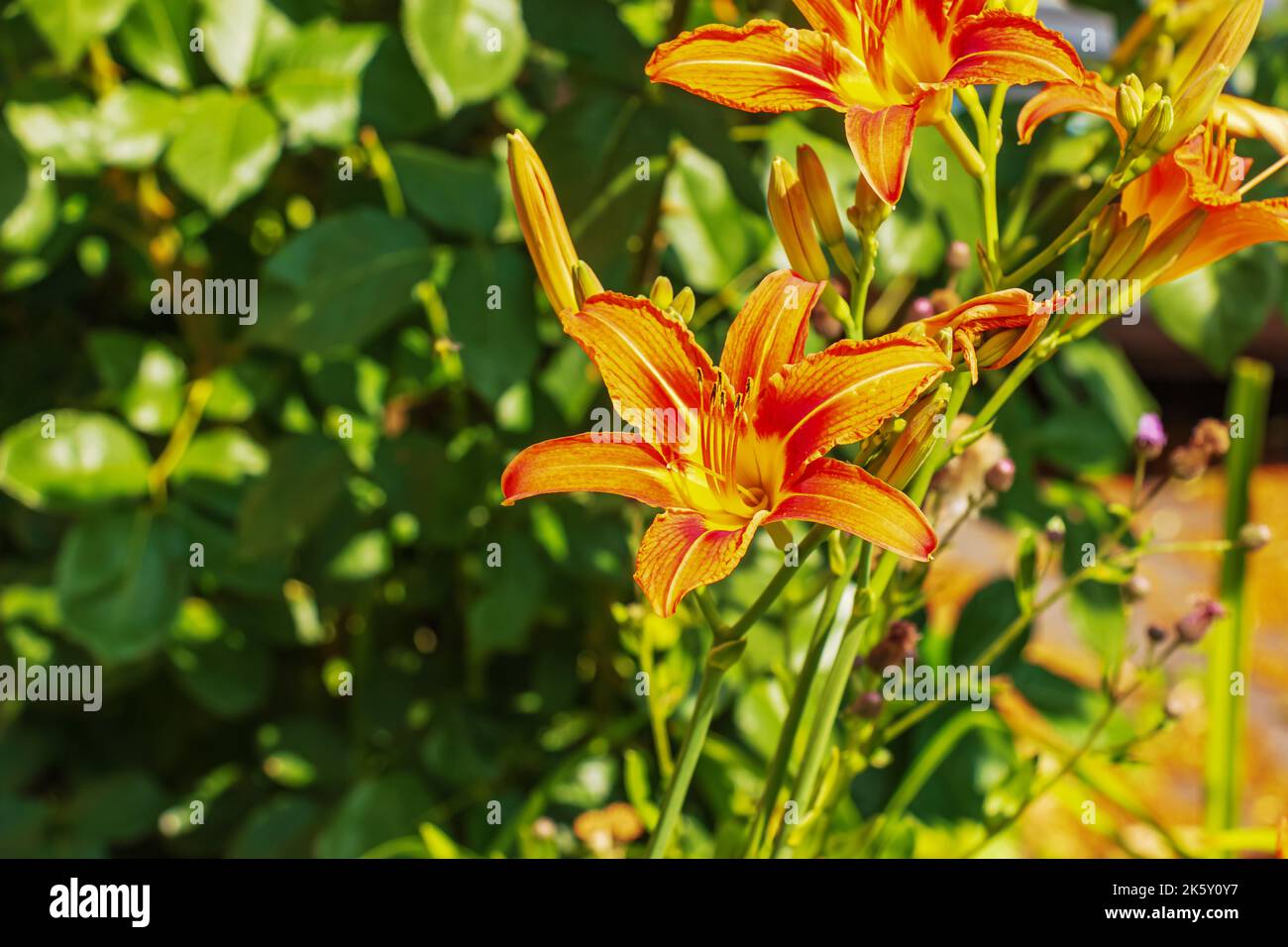 Closeup of beautiful, vibrant, orange tiger lily blossom in summer Stock Photo