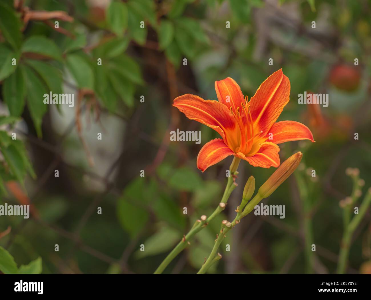 Closeup of beautiful, vibrant, orange tiger lily blossom in summer Stock Photo