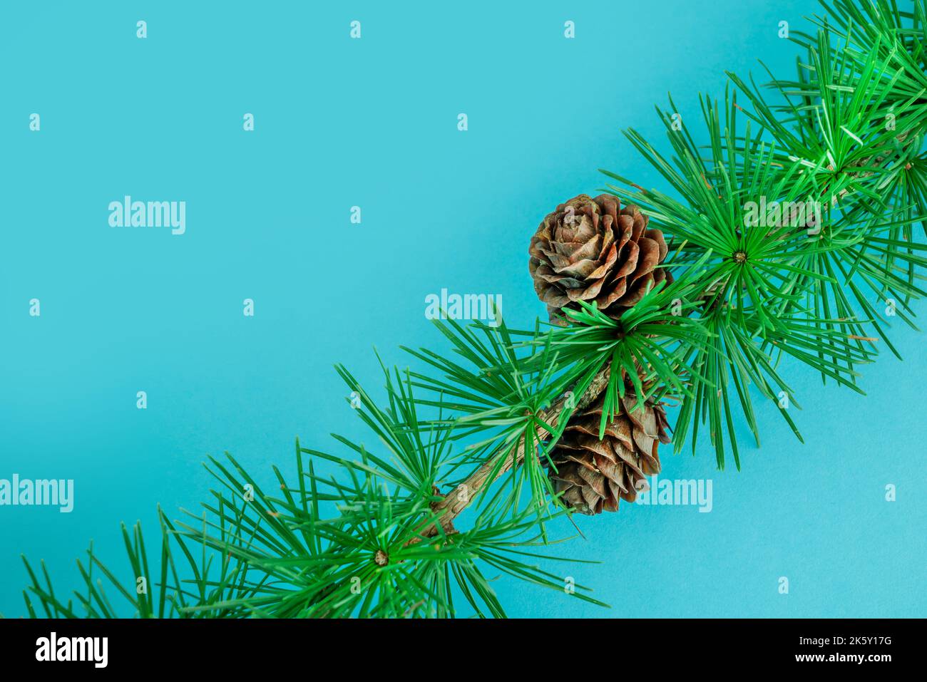 Cedrus deodara branch isolated on background Stock Photo