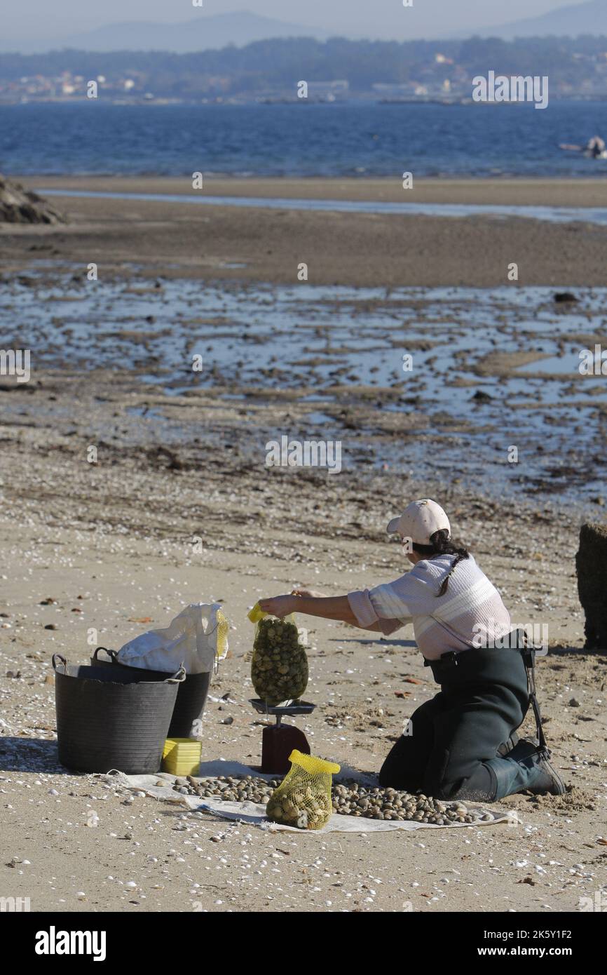 A shellfisher classifies clams on the beach of Mañons, Boiro Stock Photo