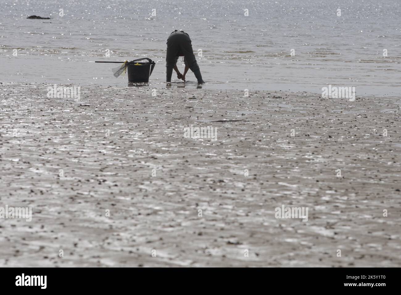 A shellfisher classifies clams on the beach of Mañons, Boiro Stock Photo