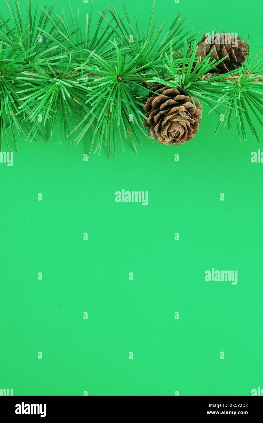 Cedrus deodara branch isolated on  background Stock Photo