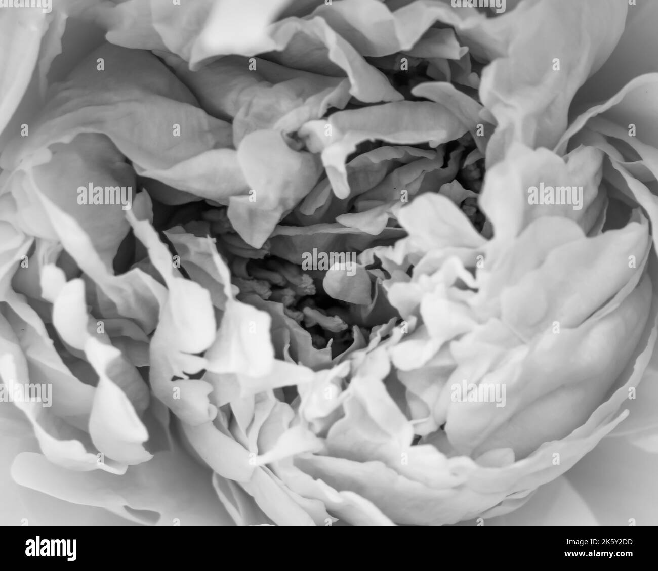 Close Up Black and White Image of a Fancy Peony Stock Photo