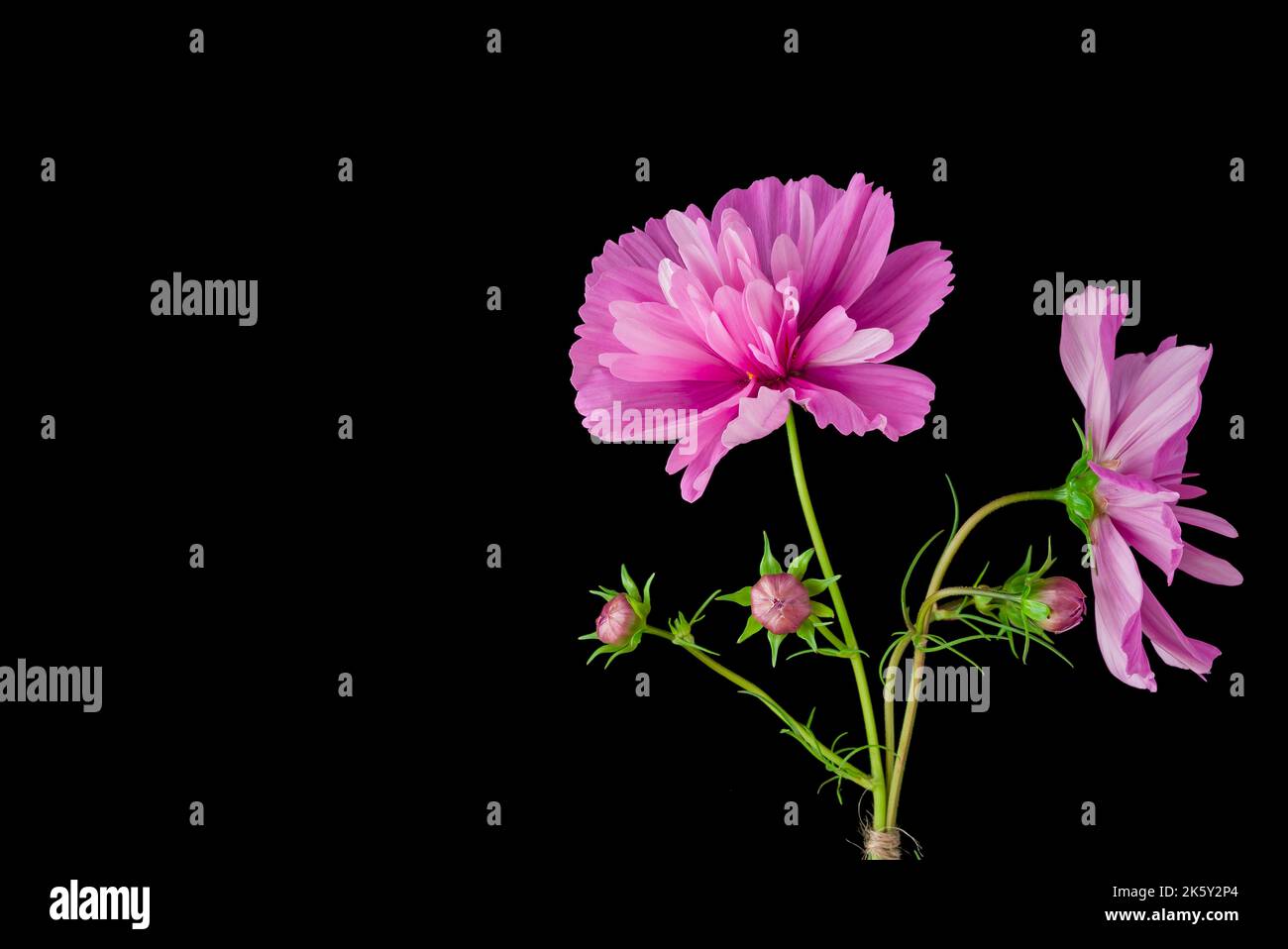 Cosmos flower bouquet hi-res stock photography and images - Alamy