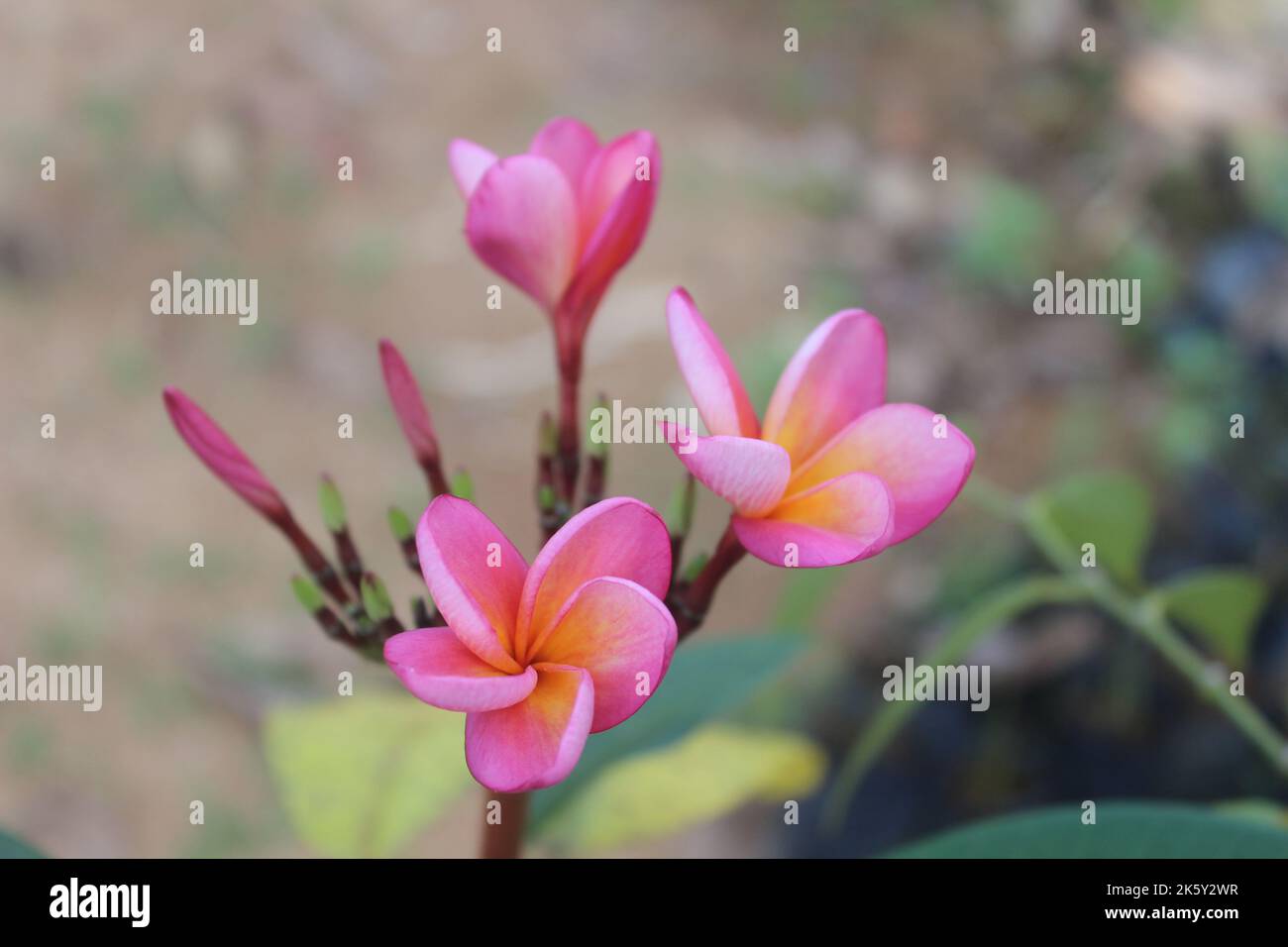 Selective focus view of beautiful red frangipani flowers in garden on