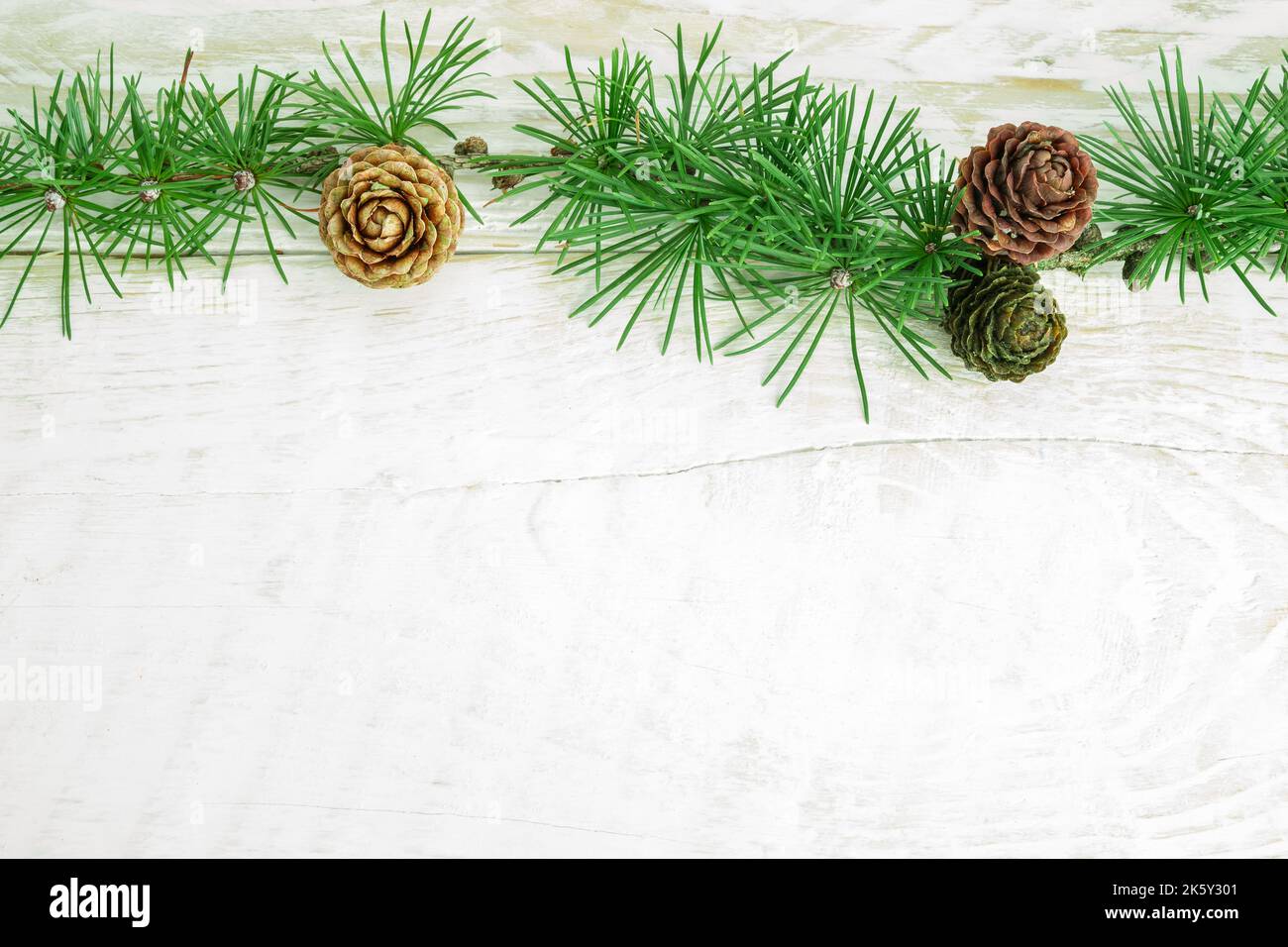 Cedrus deodara branch isolated on  background Stock Photo