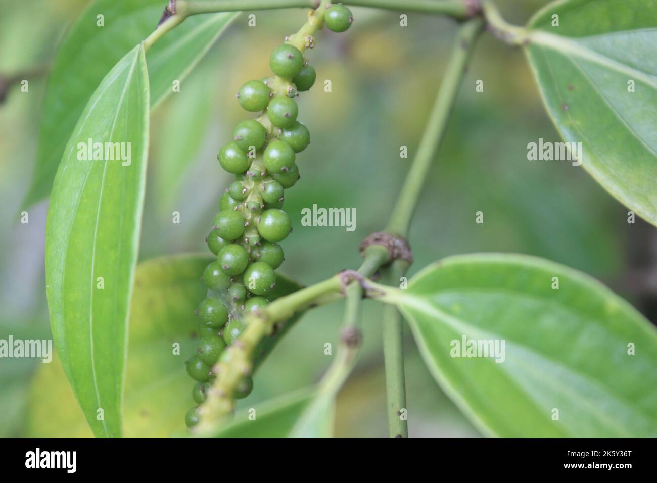 Selective focus of pepper plants (sahang) in garden. Blurred background. Used for cooking spices. Its scientific name is Piper Nigrum. Stock Photo