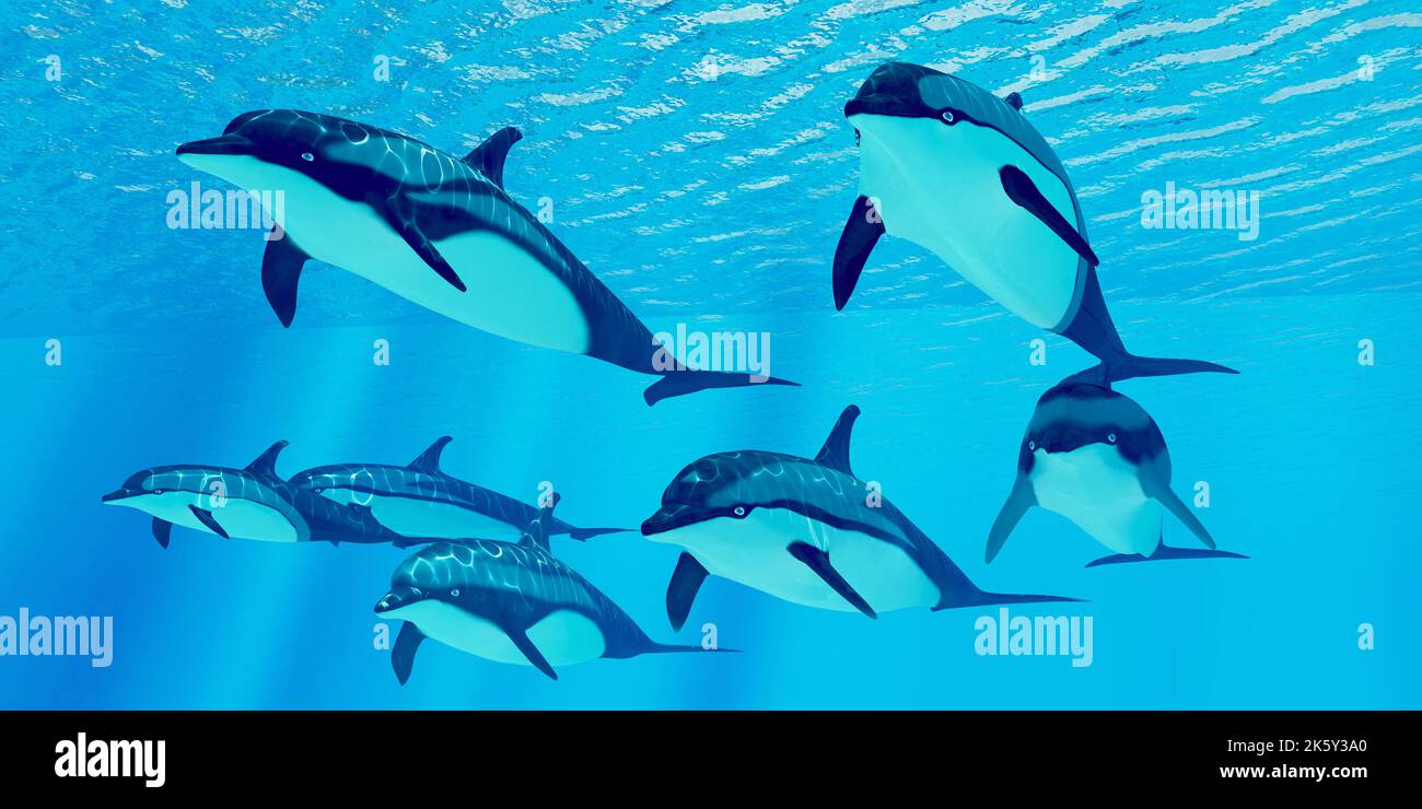 Known for their distinct and striking coloration pattern hi-res stock
