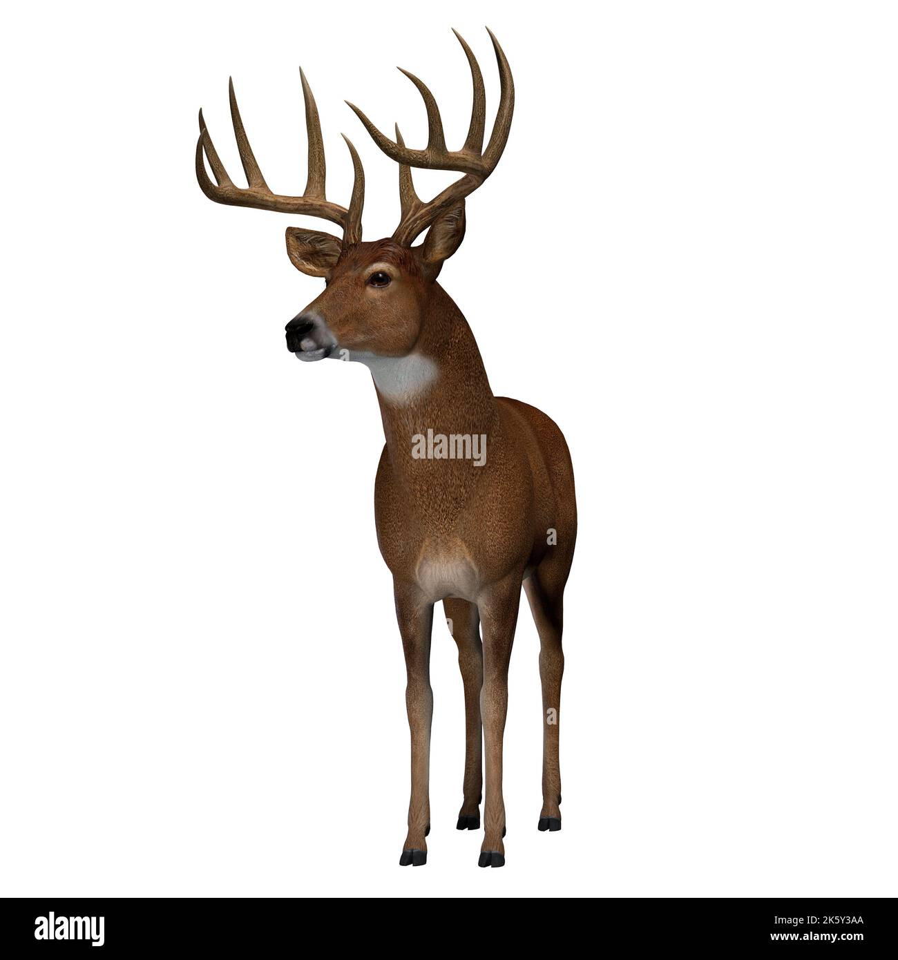 The herbivorous Whitetailed deer lives in North and South America and