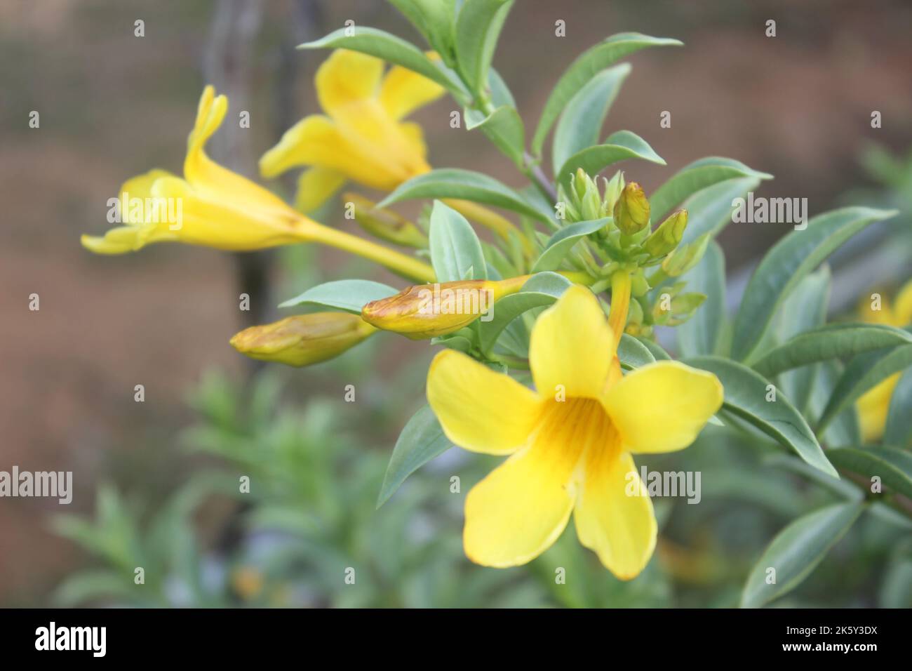 Close up of beautiful Allamanda cathartica flower in garden. This flower is also called the golden trumpet, yellow bell or buttercup flower. Usually u Stock Photo