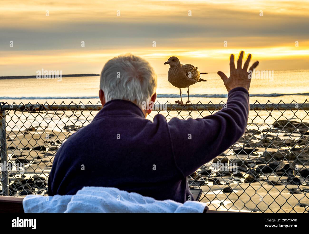 Good morning my friend. This man watching the morning sunrise, is greatly surprised when a Seagull landed on the fence right in front of him. Stock Photo
