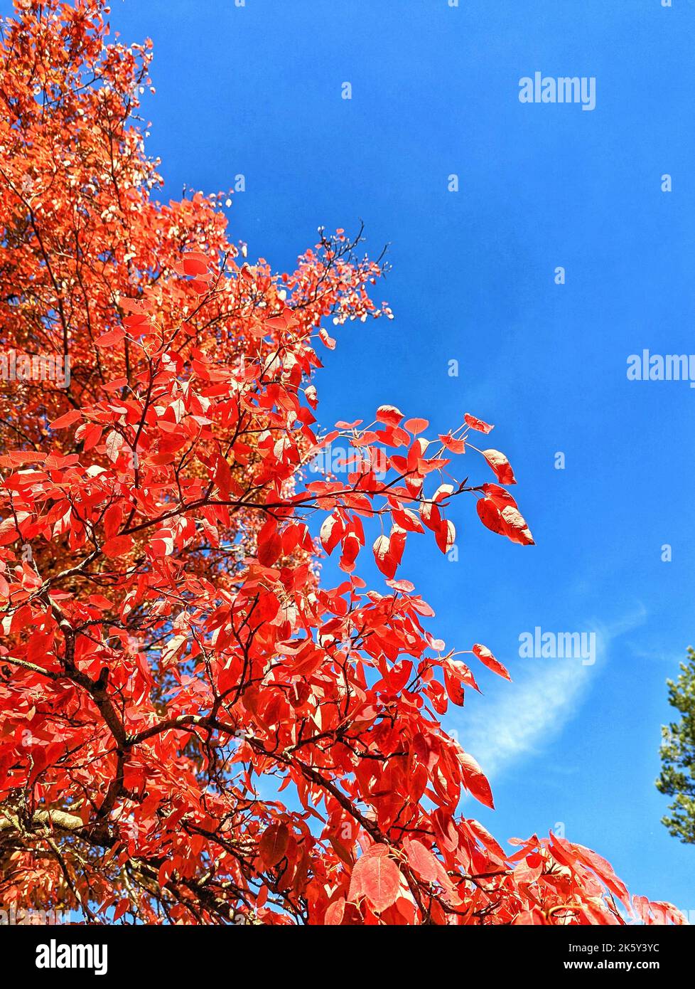 A vertical shot of the sapium tree under blue sky Stock Photo