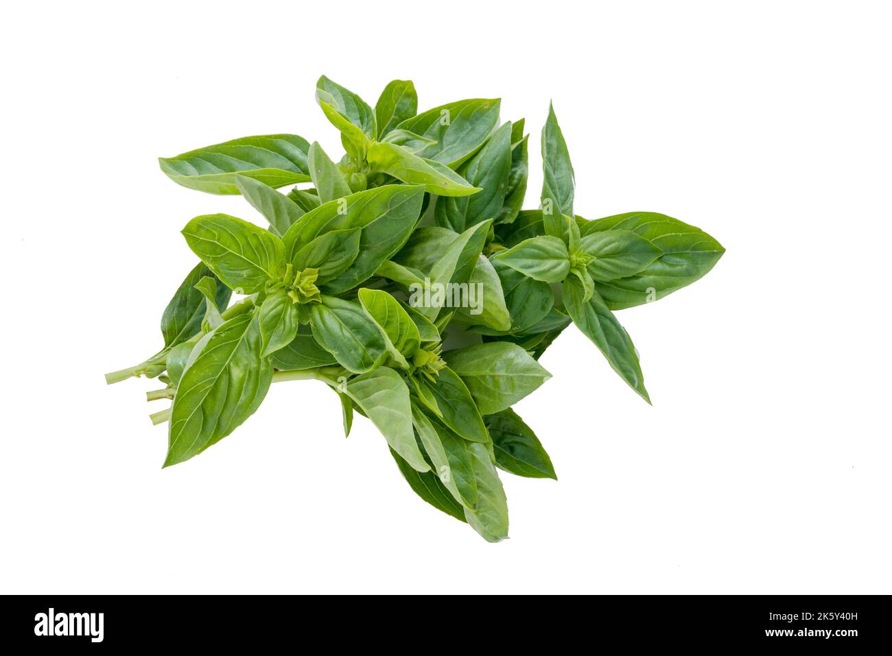 Mediterranean diet fresh basil on dark background Stock Photo Alamy