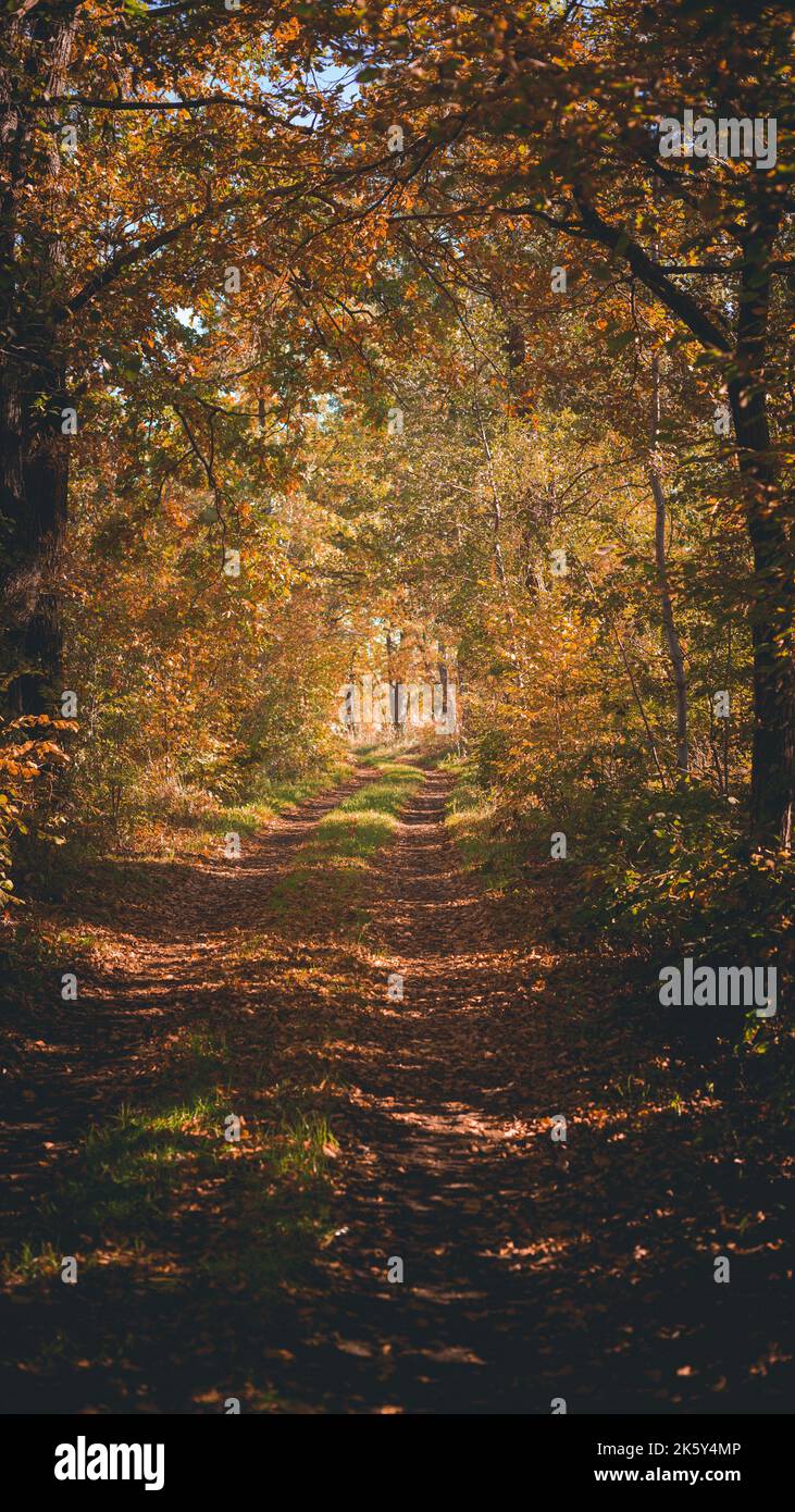 Vertical shot pathway leaves hi-res stock photography and images - Alamy