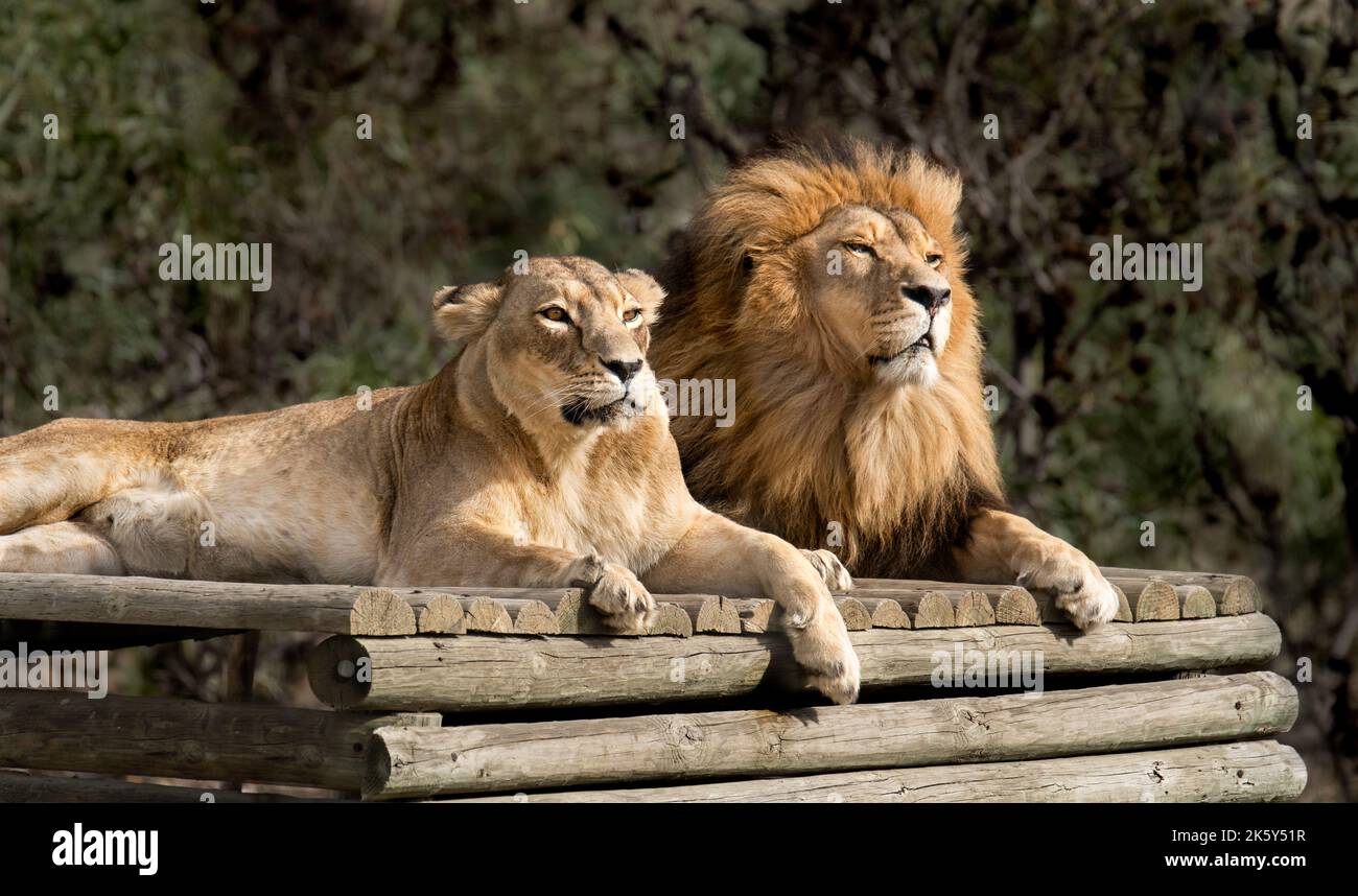 Wild great cats of Africa - strong  lion couple together in their natural habitat - Love, teamwork, intimacy Stock Photo