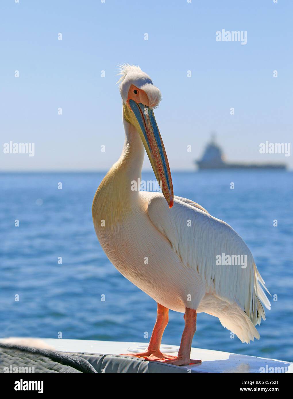 Portrait view of a full bodied Pelican standing on the edge of a boat with a seascape background, Walvis BAY, namibia, Stock Photo