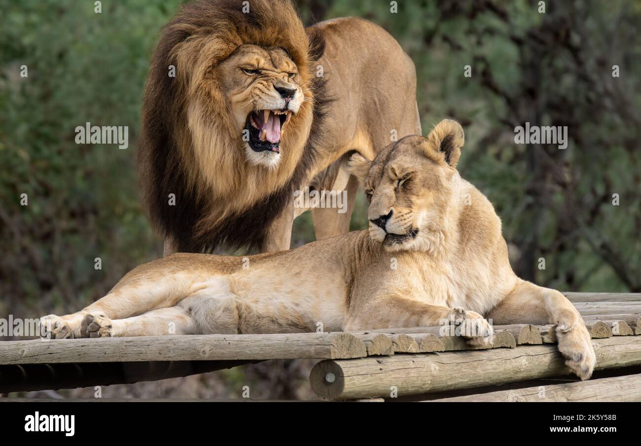 Wild great cats of Africa - strong  lion couple together in their natural habitat - Love, teamwork, intimacy Stock Photo