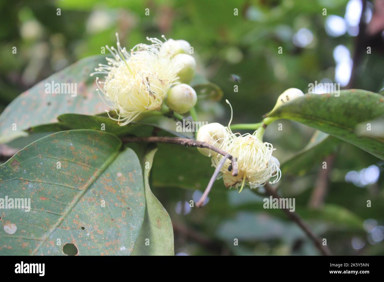 Close up of water guava with blurred background in the garden. Good for health because it contains lots of vitamins and nutrients. Stock Photo