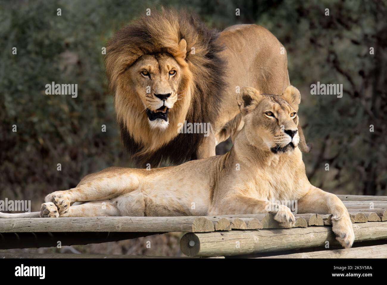 Wild great cats of Africa - strong  lion couple together in their natural habitat - Love, teamwork, intimacy Stock Photo