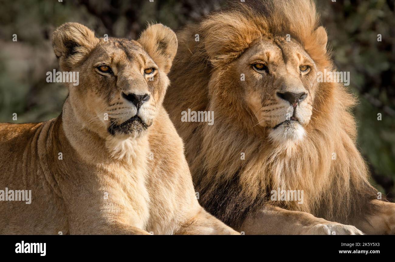 Wild great cats of Africa - strong  lion couple together in their natural habitat - Love, teamwork, intimacy Stock Photo