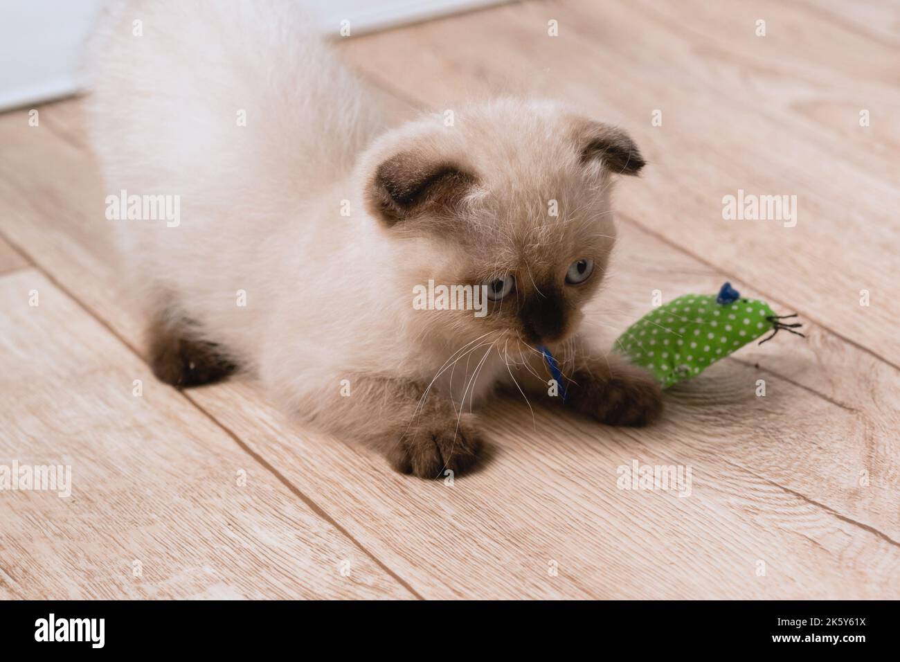 A small beige point color kitten is playing on the floor with a mouse toy. Selective focus Stock Photo