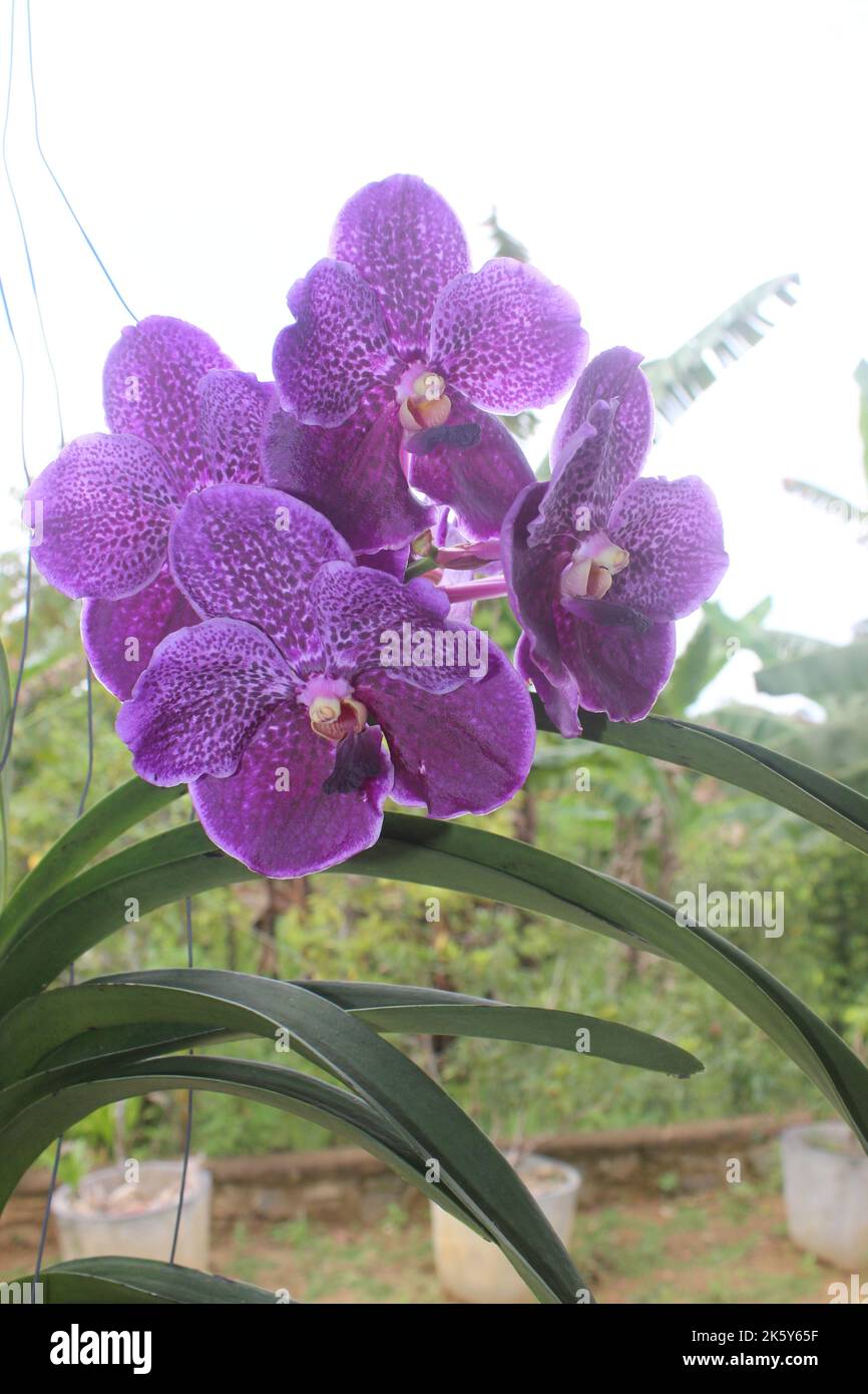 Selective focus of beautiful Vanda pure wax blue 'PLE' orchid flowers in the garden. Blurred background. Blue Vanda orchid. Stock Photo