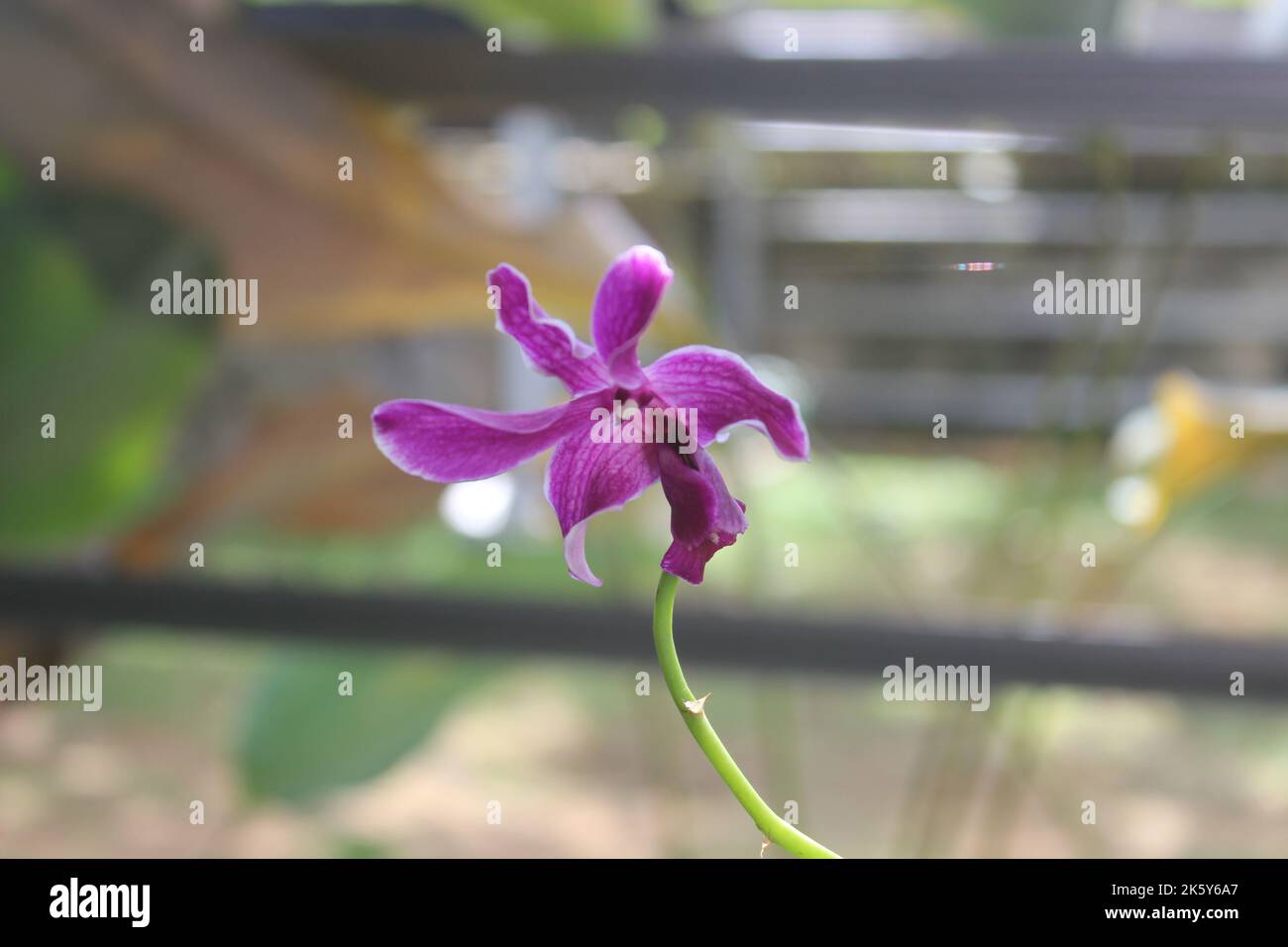 Selective focus of beautiful dendrobium orchid (Dendrobium sp.) flower in garden. Family: Orchidaceae. Stock Photo