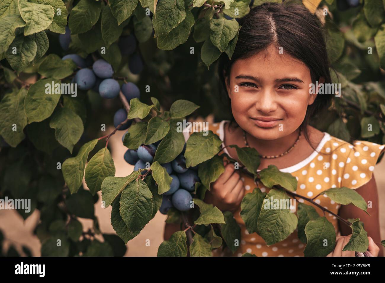 Little girl in the orchard plums,harvest Stock Photo Alamy
