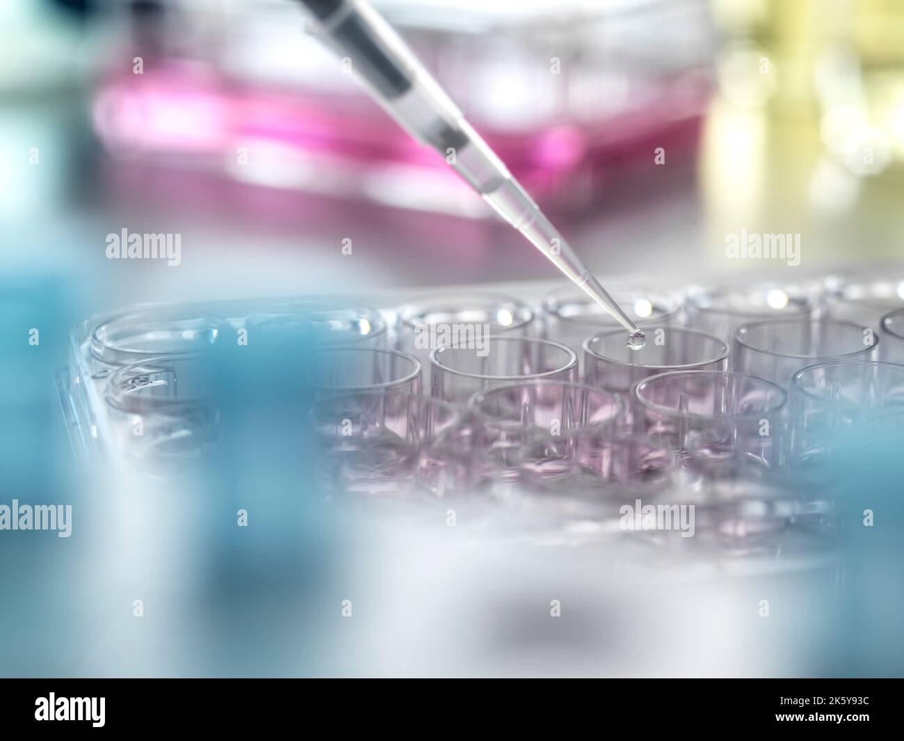 Scientist pipetting samples into a multi well plate in the lab Stock Photo