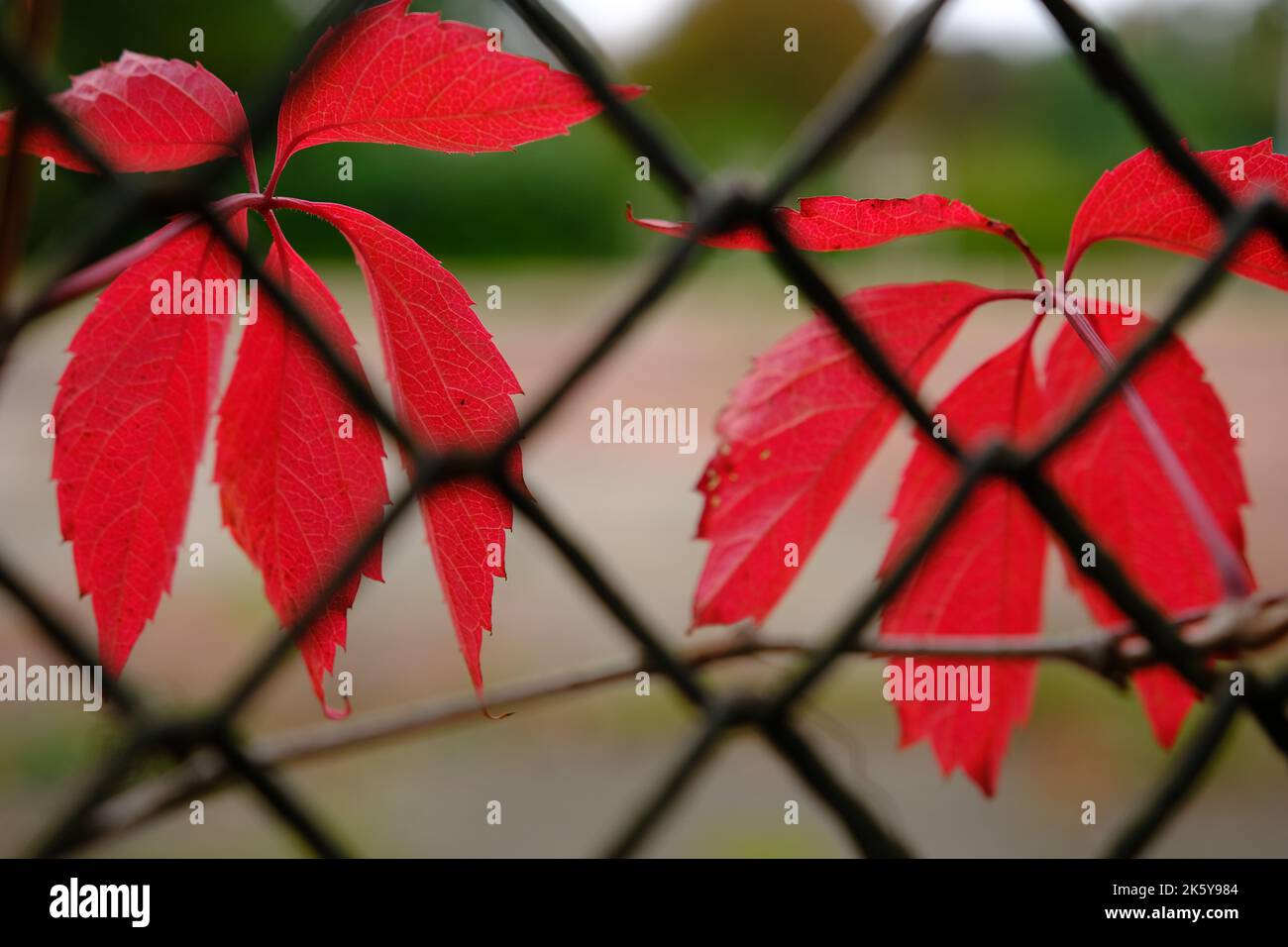red leaves in autumn of wild grape on the metal fance Stock Photo