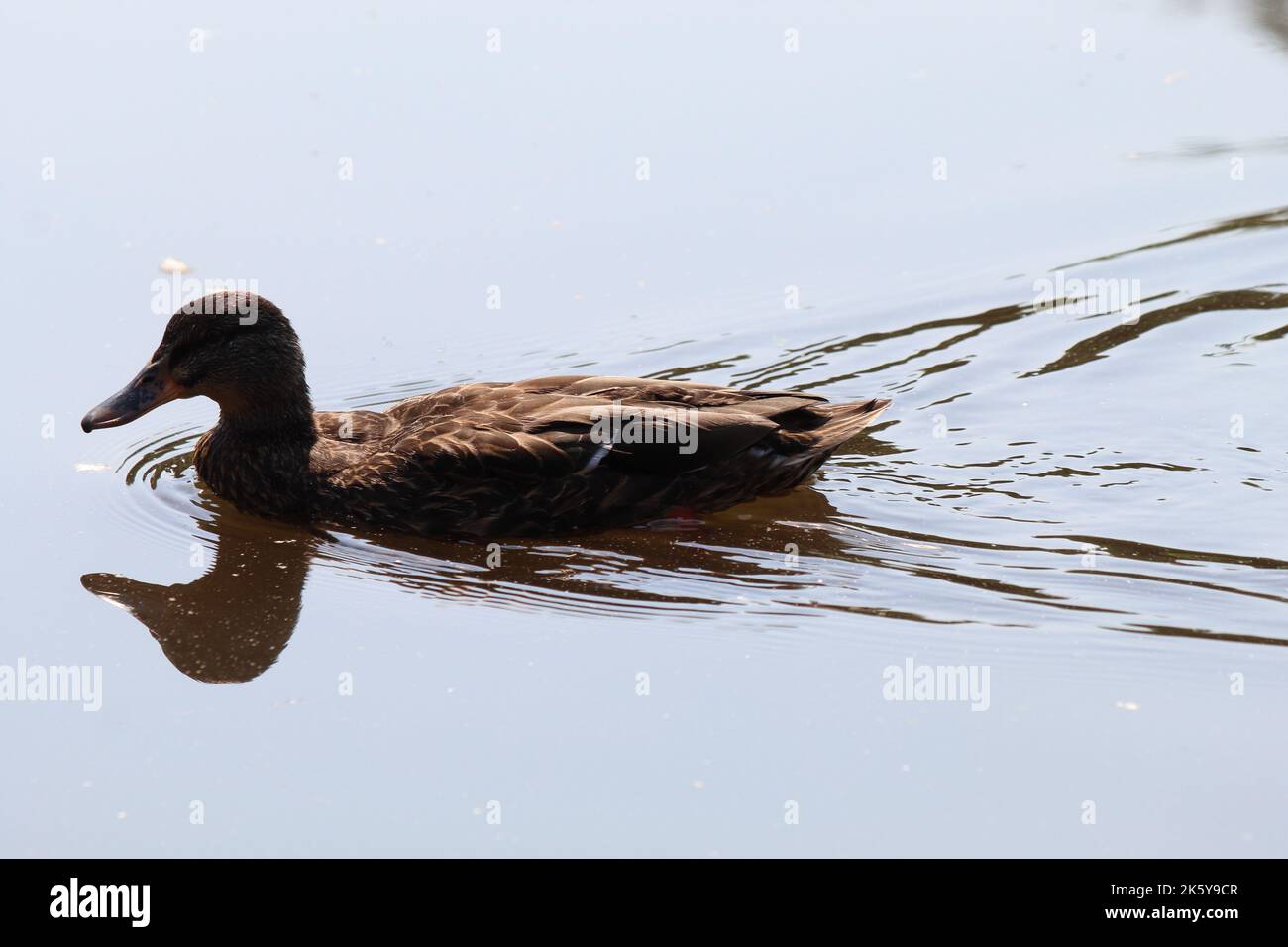 A Mallard Duck moving over a lake with ripples of movement around Stock ...