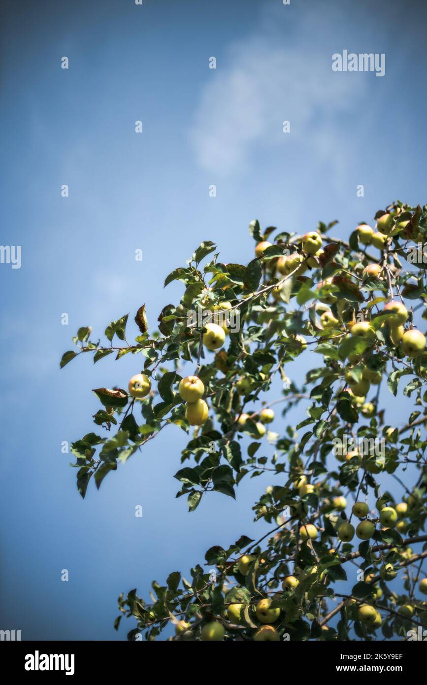 Apple Tree in Washington State Stock Photo Alamy