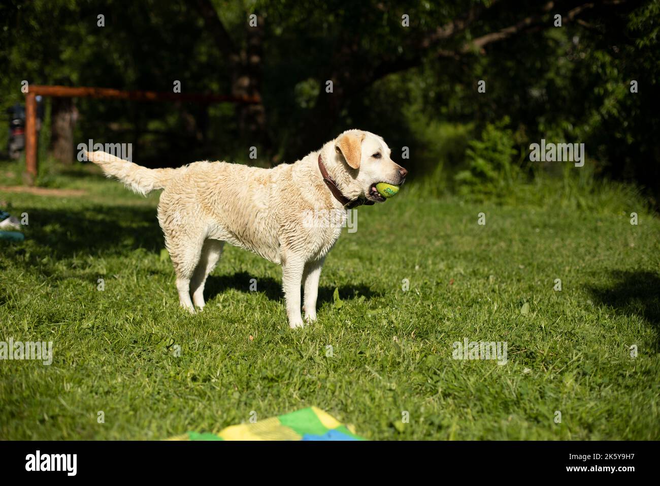 Dog with white coat. Labrador at picnic. Pet in summer in park Stock